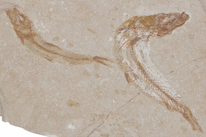 Two Cretaceous Fossil Fish - Lebanon #218856